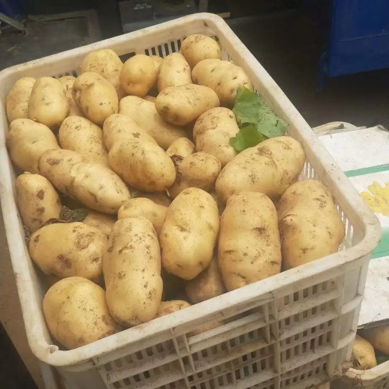 黄心黄皮土豆批发【荷兰系列/沃土/V7】规格齐全/全国发
