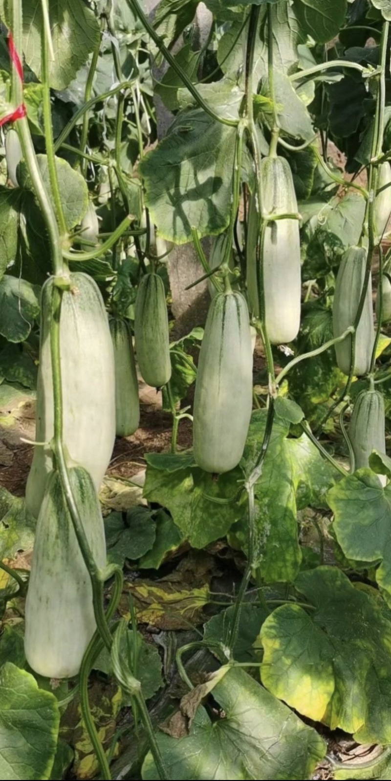 羊角蜜博洋61甜瓜主产区品质好，上货量大欢迎采购