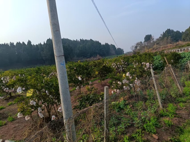 四川眉山耙耙柑源头直发量大从优价格美丽
