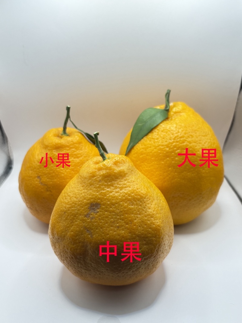 四川眉山耙耙柑源头直发量大从优价格美丽