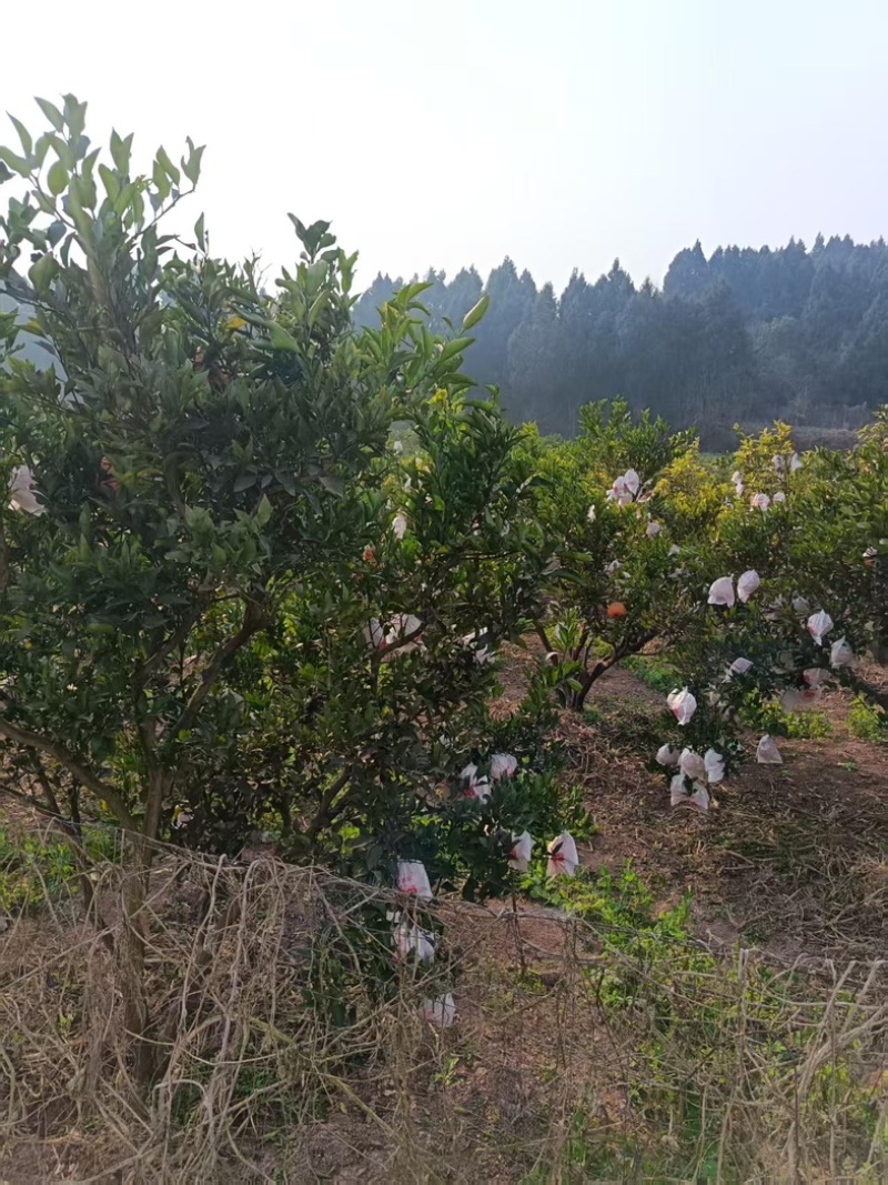 四川眉山耙耙柑源头直发量大从优价格美丽