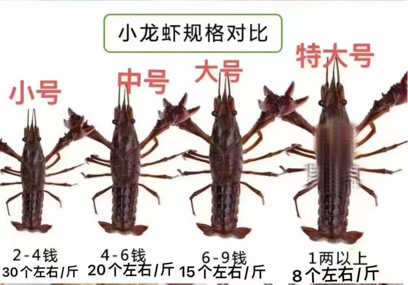 潜江小龙虾，一手货源，规格标准，品质**，批发零售。大量