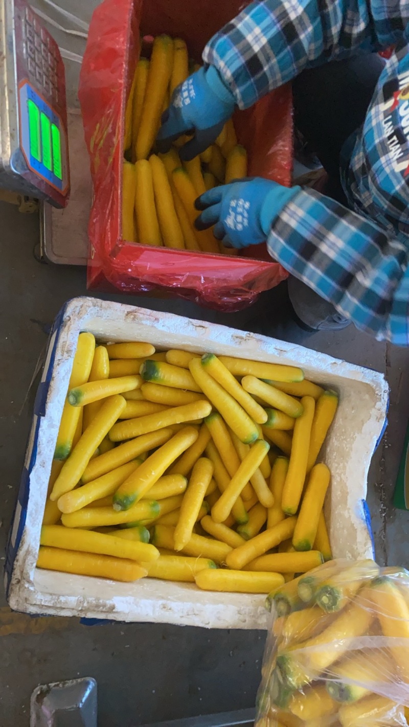 黄胡萝卜