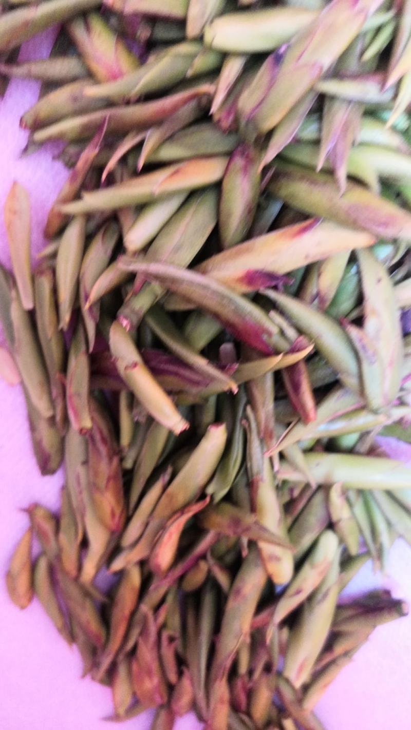 明前头采，***********老树山茶