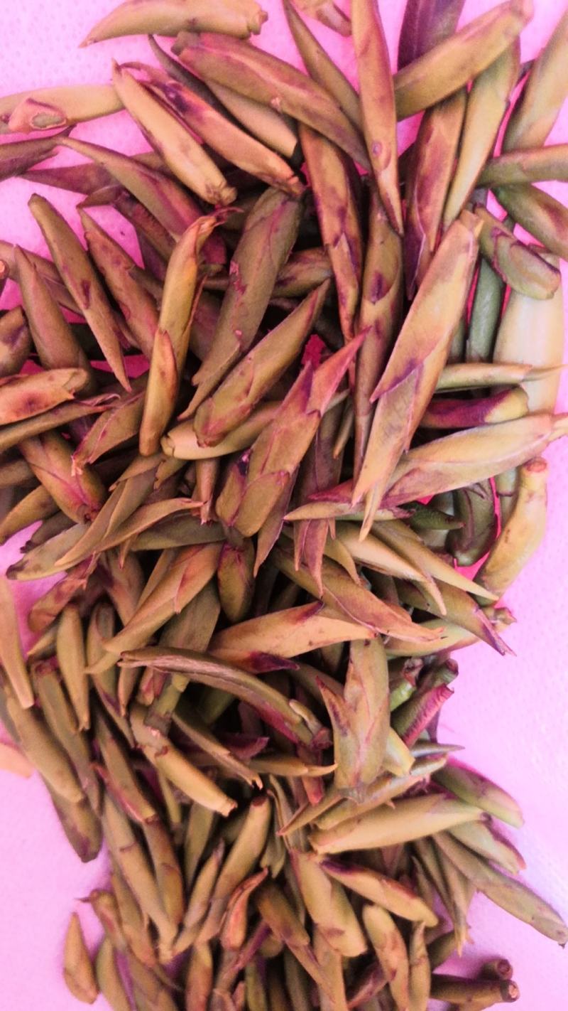 明前头采，***********老树山茶
