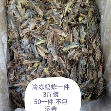 东北三省批发蚂蚱