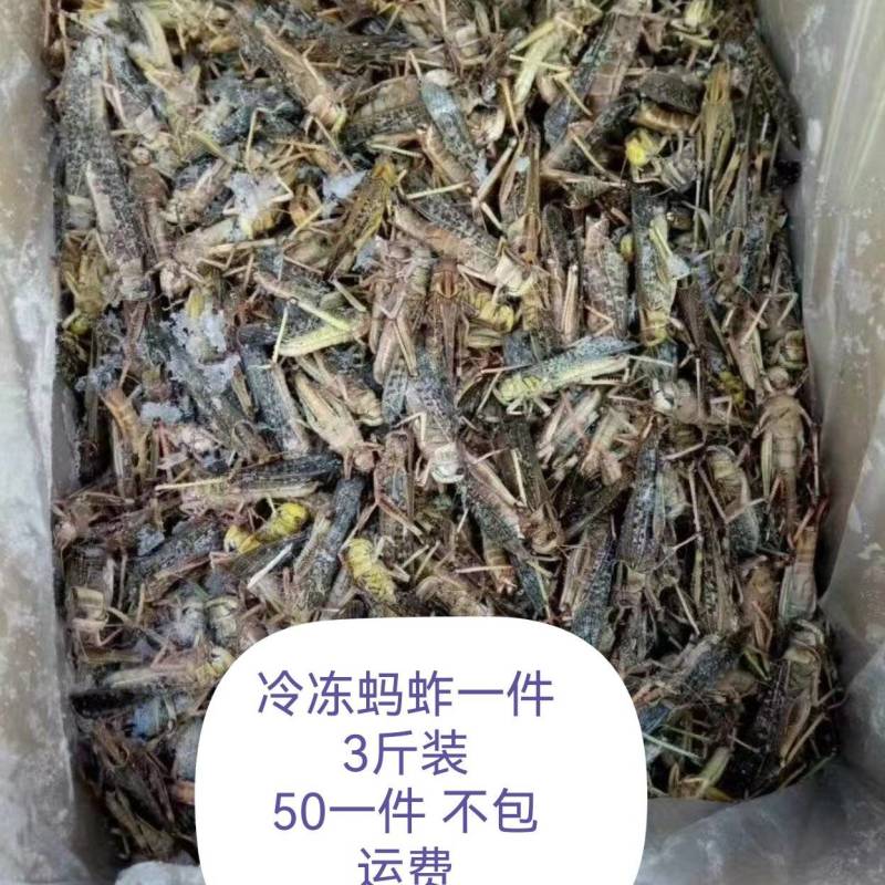 东北三省批发蚂蚱
