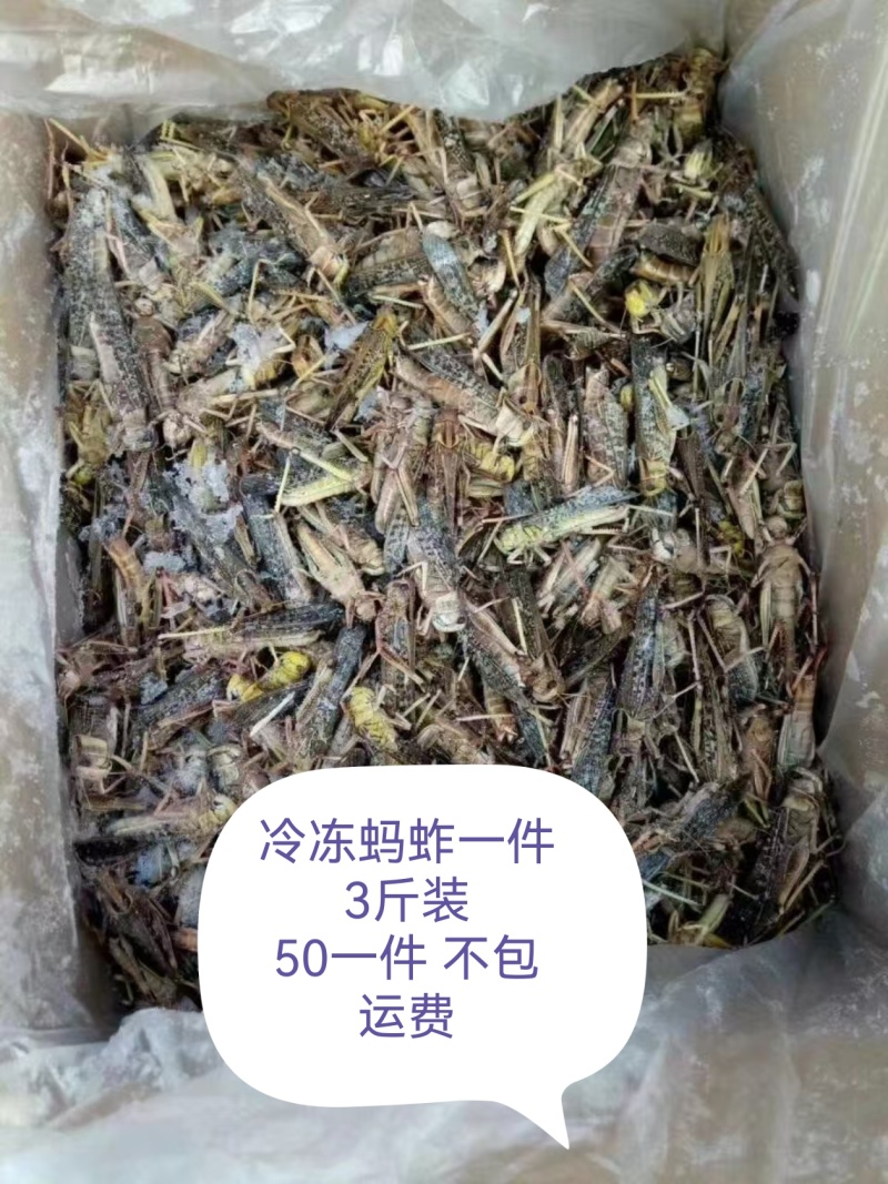 东北三省批发蚂蚱