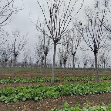 栾树黄山栾树南栾树全网供应优质栾树一手货源大量现货出售中