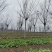栾树黄山栾树南栾树全网供应优质栾树一手货源大量现货出售中