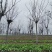 栾树黄山栾树南栾树全网供应优质栾树一手货源大量现货出售中