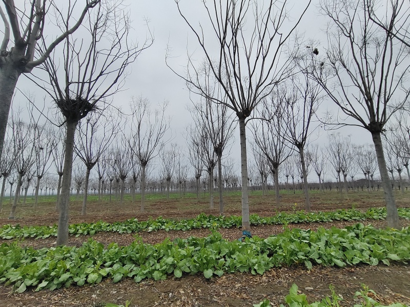 栾树黄山栾树南栾树全网供应优质栾树一手货源大量现货出售中
