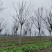 栾树黄山栾树南栾树全网供应优质栾树一手货源大量现货出售中
