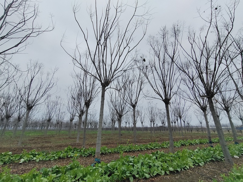 栾树黄山栾树南栾树全网供应优质栾树一手货源大量现货出售中