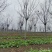栾树黄山栾树南栾树全网供应优质栾树一手货源大量现货出售中