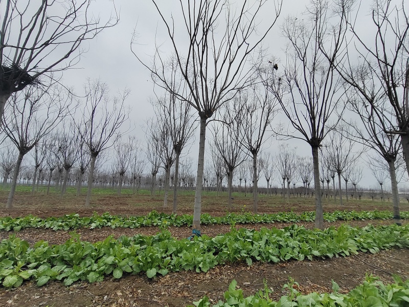 栾树黄山栾树南栾树全网供应优质栾树一手货源大量现货出售中