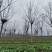 栾树黄山栾树南栾树全网供应优质栾树一手货源大量现货出售中