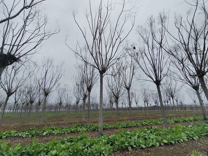 栾树黄山栾树南栾树全网供应优质栾树一手货源大量现货出售中