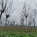 栾树黄山栾树南栾树全网供应优质栾树一手货源大量现货出售中