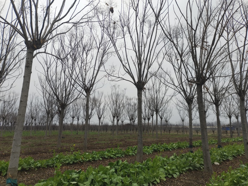 栾树黄山栾树南栾树全网供应优质栾树一手货源大量现货出售中