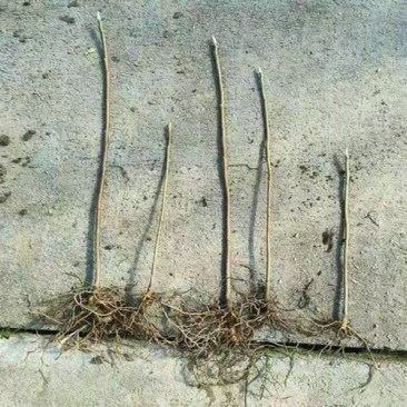 结香花树苗丛生结香苗园林结香花苗木金腰袋打结花浓香植物