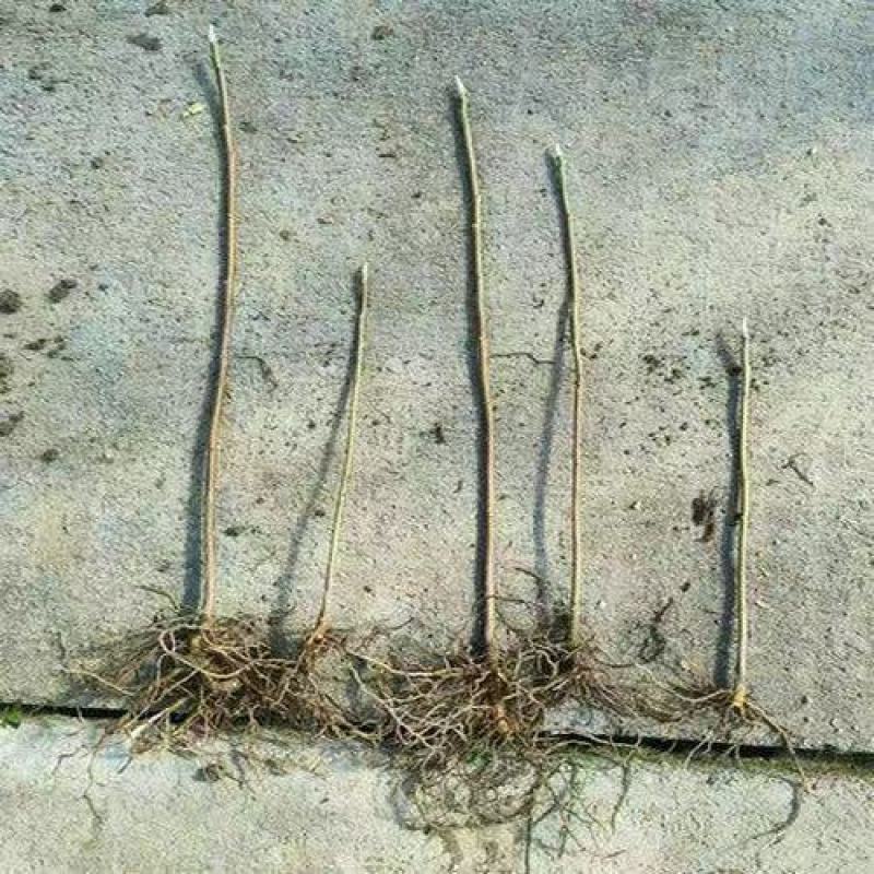 结香花树苗丛生结香苗园林结香花苗木金腰袋打结花浓香植物