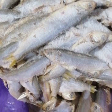 广东湛江/海南海鱼🐟鱼干鲜货