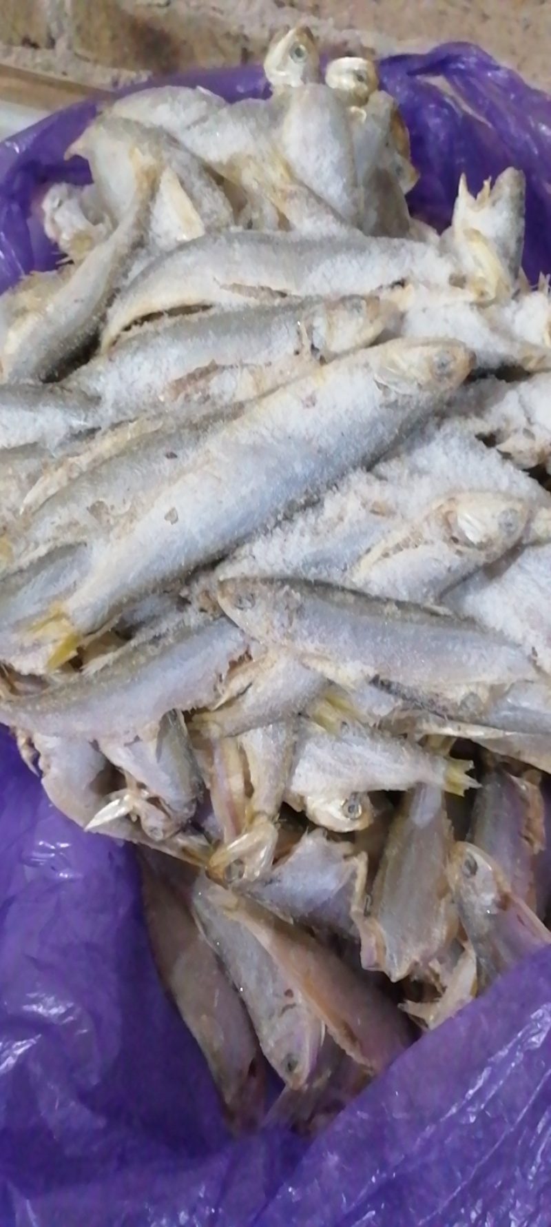 广东湛江/海南海鱼🐟鱼干鲜货