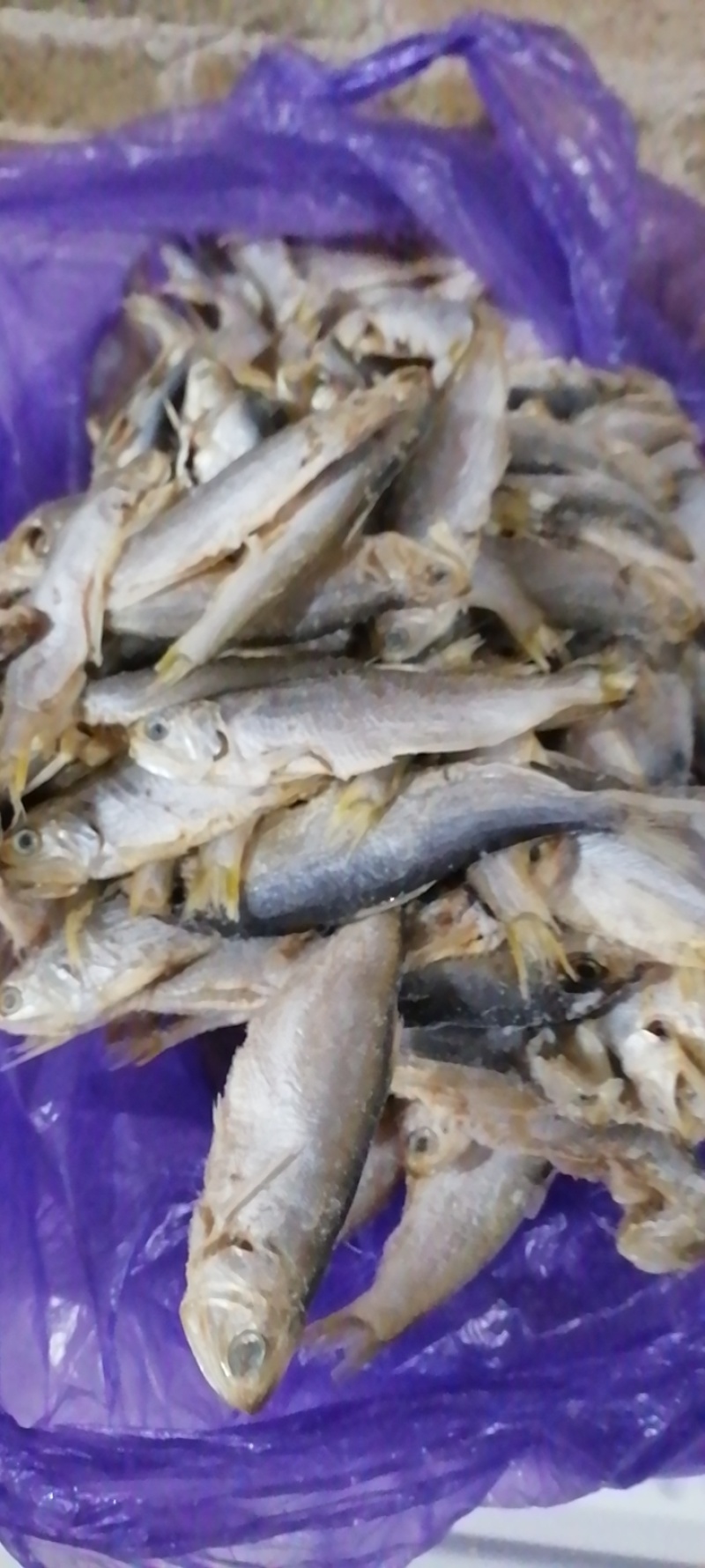 广东湛江/海南海鱼🐟鱼干鲜货