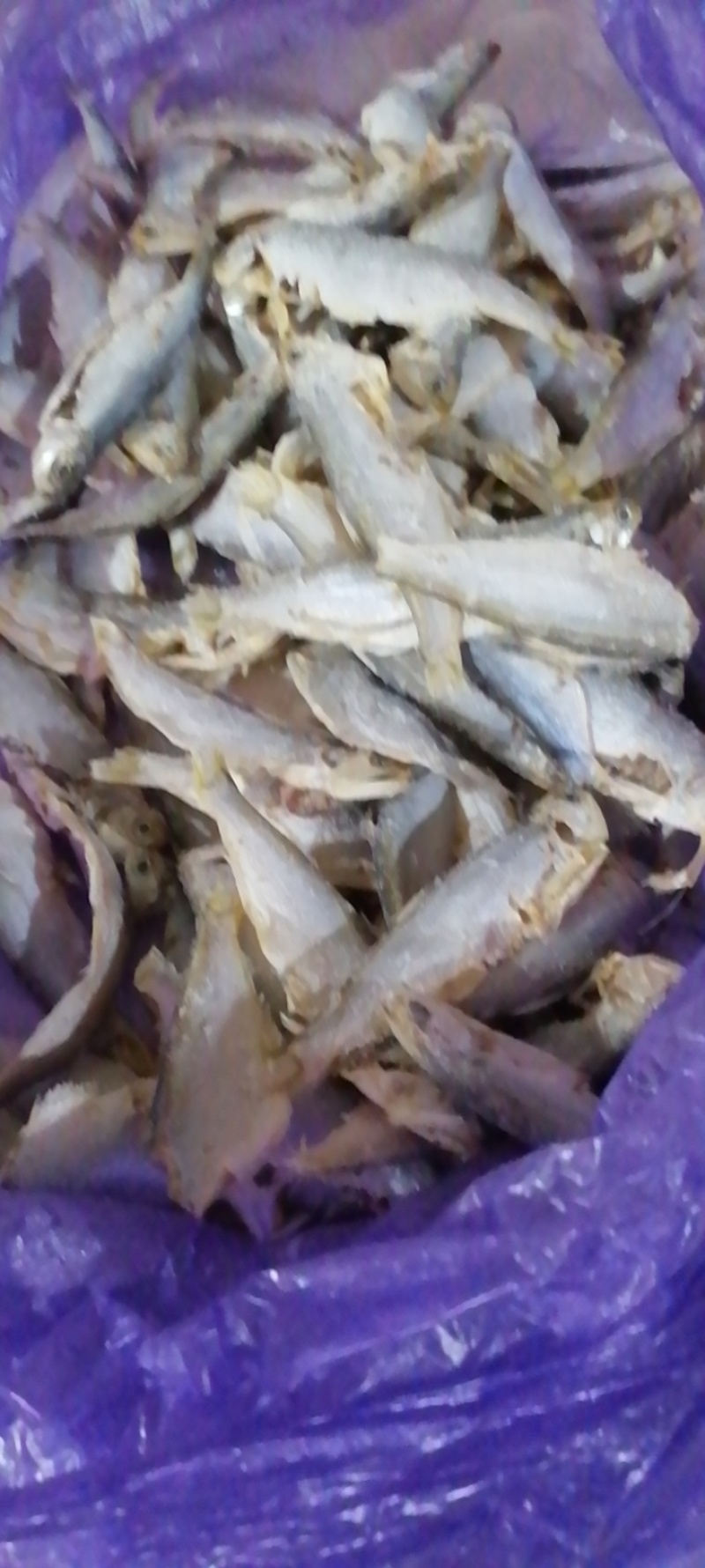 广东湛江/海南海鱼🐟鱼干鲜货