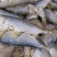 广东湛江/海南海鱼🐟鱼干鲜货