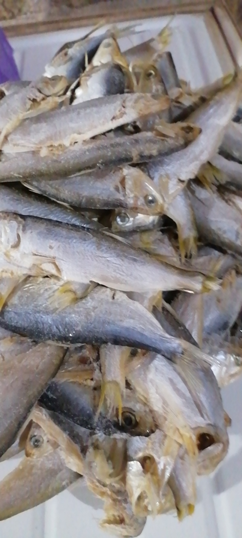 广东湛江/海南海鱼🐟鱼干鲜货