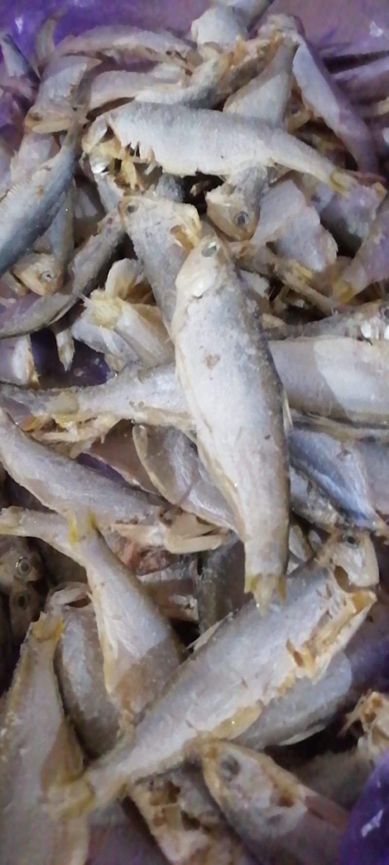 广东湛江/海南海鱼🐟鱼干鲜货