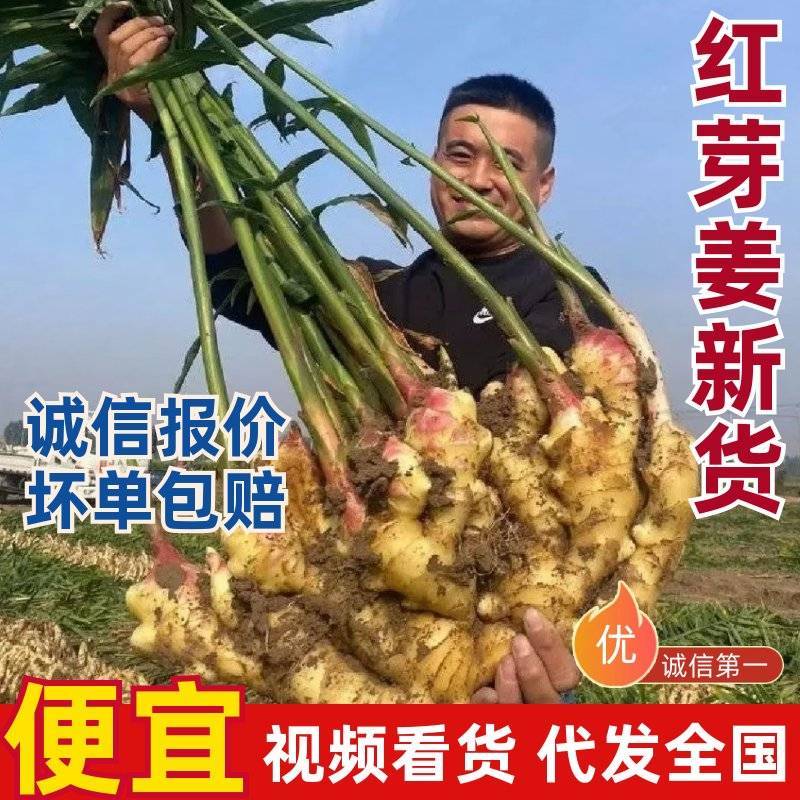 红芽姜/青苗姜批发（冷库预定/代存入库）常年供应/全国发