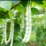 白不老架豆种子早熟蔓生嫩荚白绿色荚长30左右商品性好