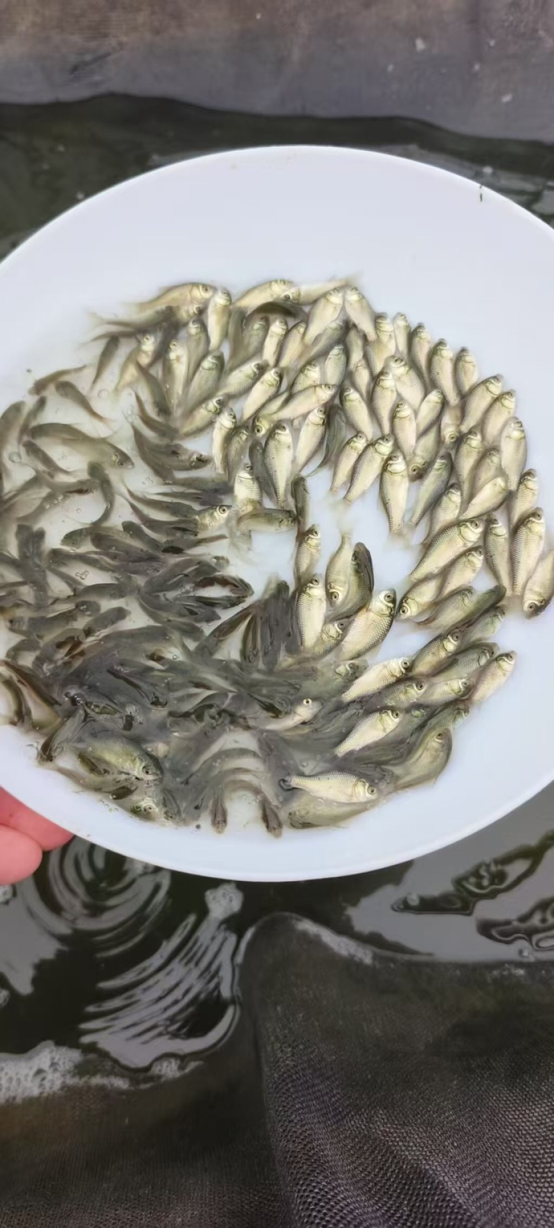鲫鱼苗高密度养殖底层圆头鲫六倍体鲫