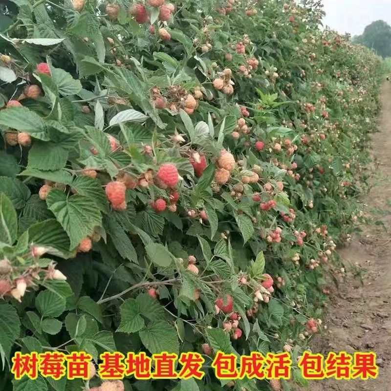 树莓树苗双季覆盆子活苗黄红黑树苗南北方均可阳台盆栽地栽