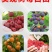树莓树苗双季覆盆子活苗黄红黑树苗南北方均可阳台盆栽地栽