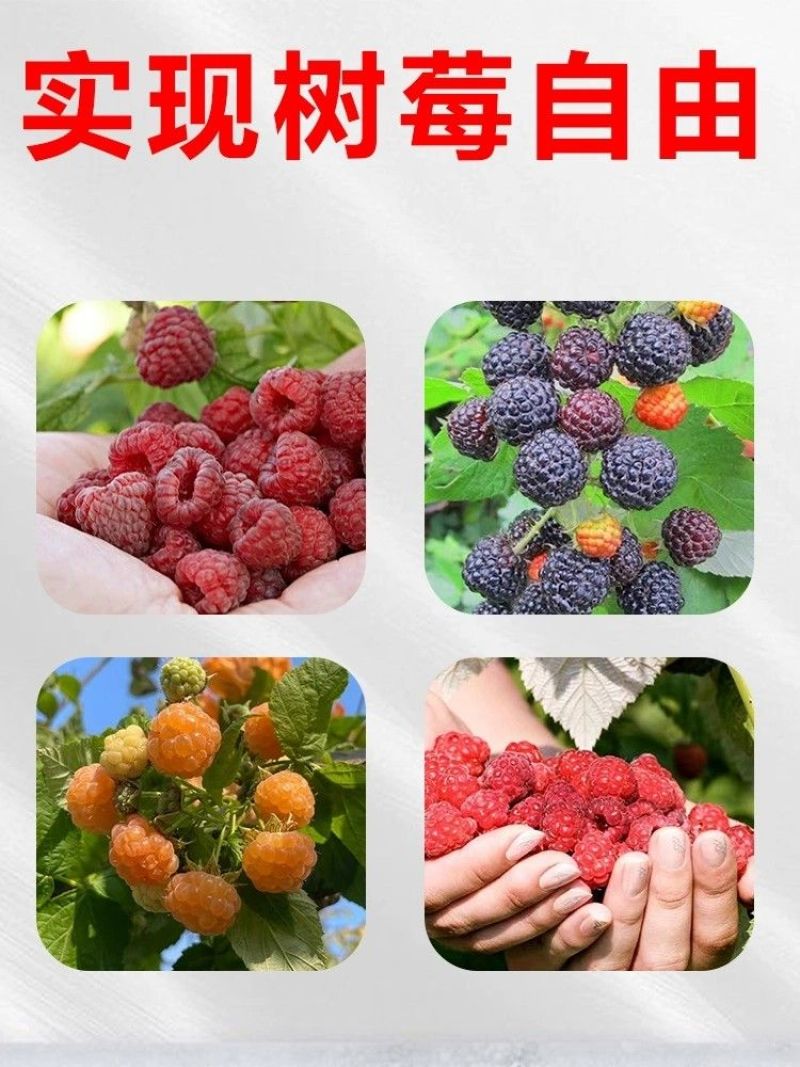树莓树苗双季覆盆子活苗黄红黑树苗南北方均可阳台盆栽地栽