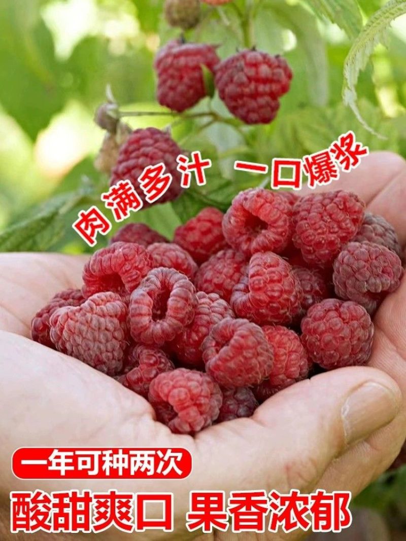 树莓树苗双季覆盆子活苗黄红黑树苗南北方均可阳台盆栽地栽