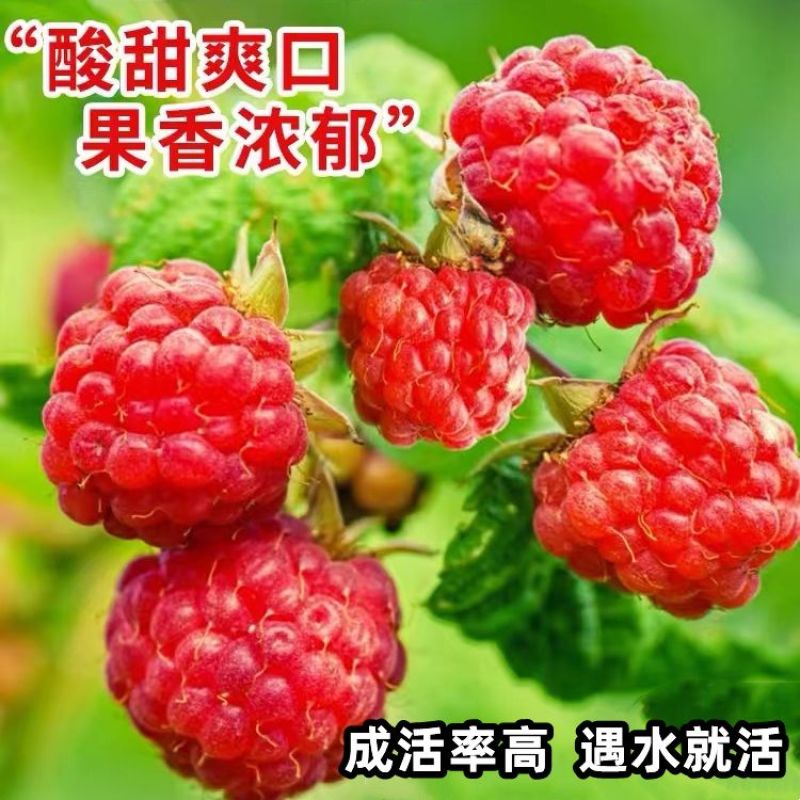 树莓树苗双季覆盆子活苗黄红黑树苗南北方均可阳台盆栽地栽