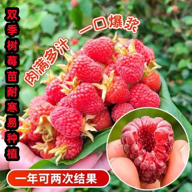 树莓树苗双季覆盆子活苗黄红黑树苗南北方均可阳台盆栽地栽