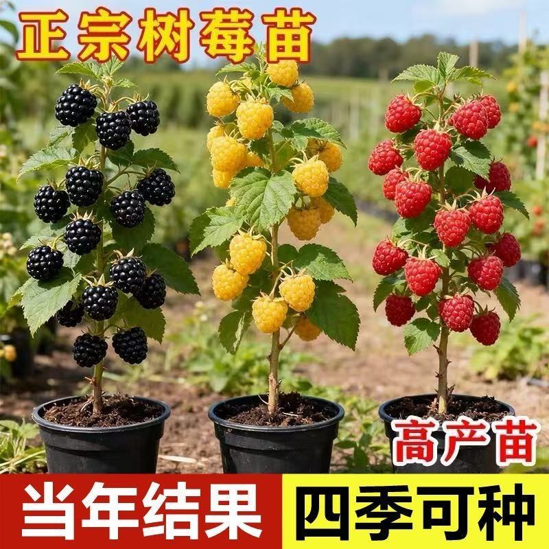 树莓树苗双季覆盆子活苗黄红黑树苗南北方均可阳台盆栽地栽