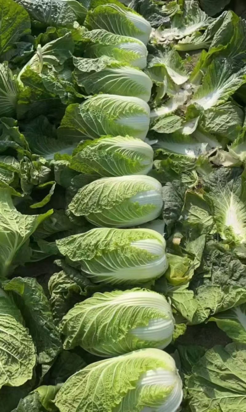 新鲜黄心大白菜产地直发