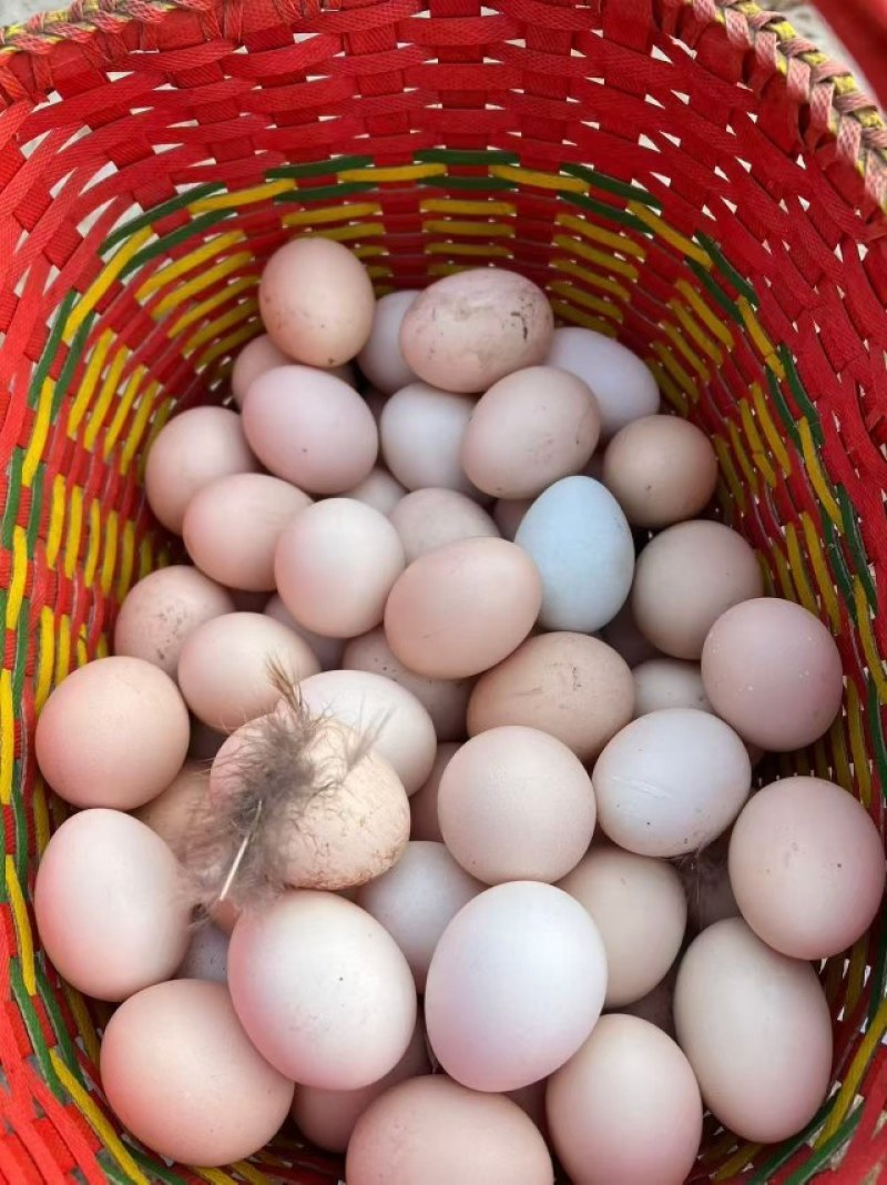 笨鸡蛋