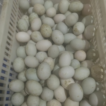 土鸭蛋