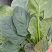 优质大叶菠菜