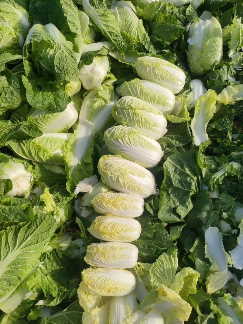 精品娃娃菜产地直销，支持商超市场可视频看货