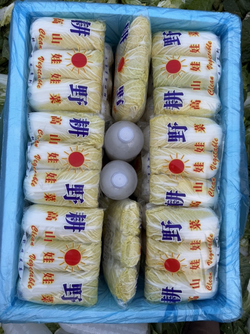 精品娃娃菜产地直销，支持商超市场可视频看货