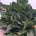 优质大叶菠菜